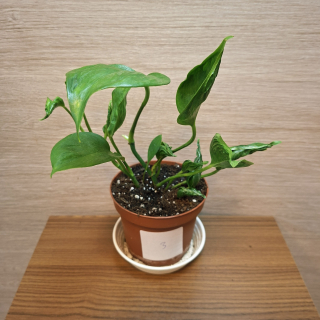 Epipremnum Aureum Shangri La č3