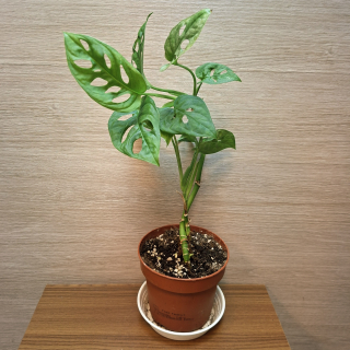 Monstera Monkey Mask