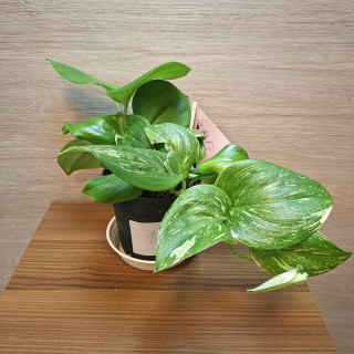 Scindapsus Pictus Rubicon "L" č1 