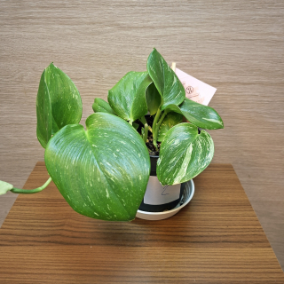 Scindapsus Pictus Rubicon "L" č2