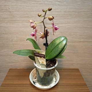 Phalaenopsis Mini