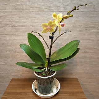 Phalaenopsis Mini
