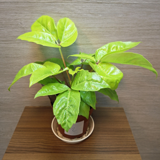 Schefflera Actinophylla Golden č2