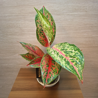 Aglaonema Lychee Red