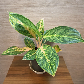 Aglaonema Peach Pearl