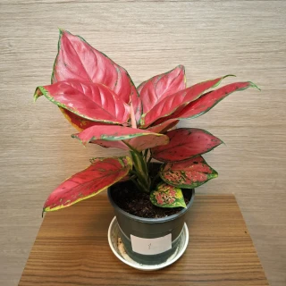Aglaonema Red Joy č1