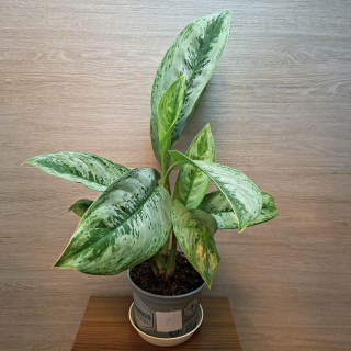 Aglaonema Silver Frost č1