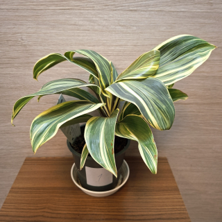 Cordyline Frutisoca Chocolate Queen č1