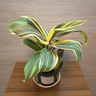 Cordyline Frutisoca Chocolate Queen č5