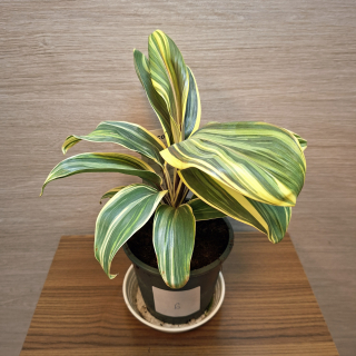 Cordyline Frutisoca Chocolate Queen č6