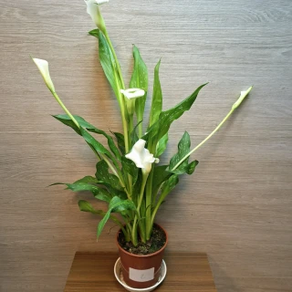 Zantedeschia White