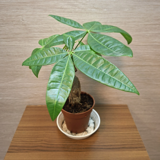 Pachira Aquatica