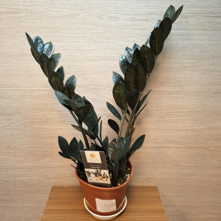 Zamioculcas Raven Black č1