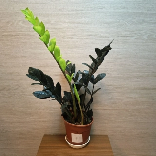 Zamioculcas Raven Black č1