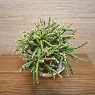 Rhipsalis Baccifera Horrida
