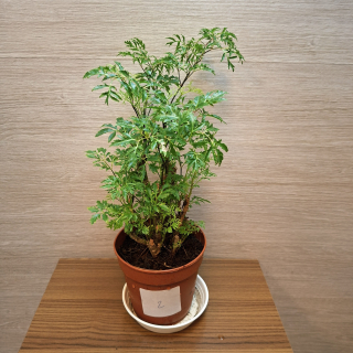 Polyscias Parsley č2