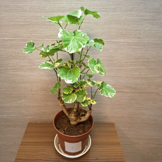 Polyscias Scutellaria Variegata č1