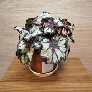 Begonia Beleaf Night Owl č1