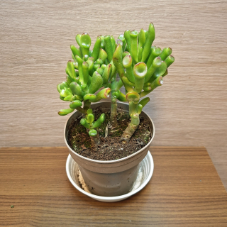 Crassula Ovata Gollum