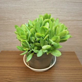 Crassula Swaziensis Money Maker