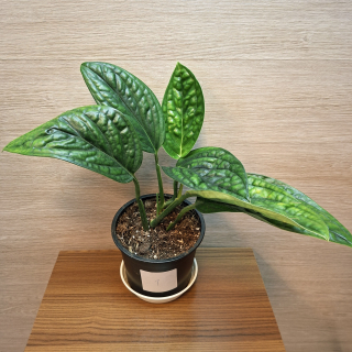Monstera Karstenianum Peru "L" č1
