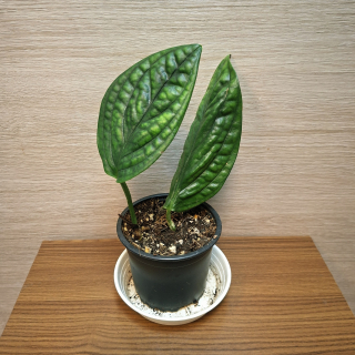Monstera Karstenianum Peru "S" č1