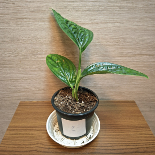 Monstera Karstenianum Peru "S" č2