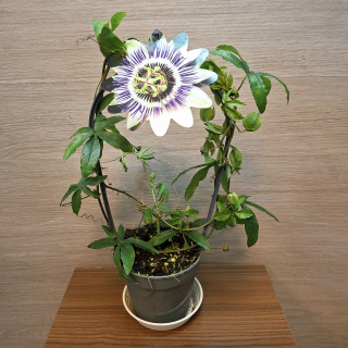 Passiflora Caerulea