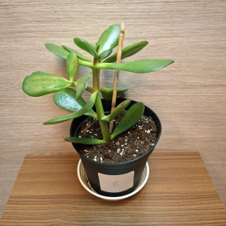Crassula Ovata č2