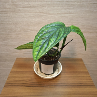 Monstera Karstenianum Peru "S" č3