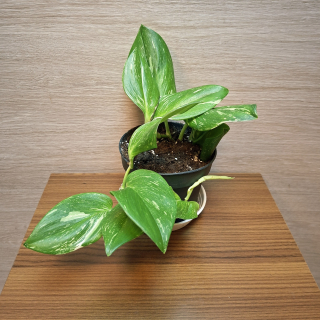 Scindapsus Pictus Rubicon "S" č1 
