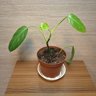 Philodendron Emerald