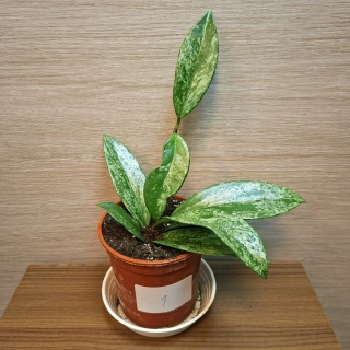 Hoya Pubicalyx Silver Splash č1