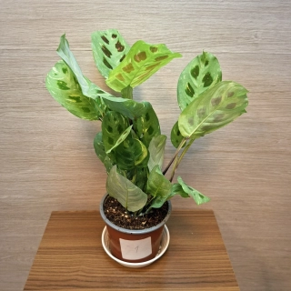 Maranta Leuconeura Fiesta č1