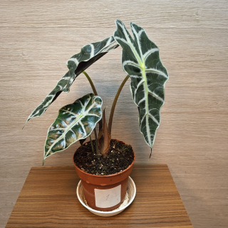 Alocasia Polly č1