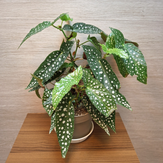 Begonia Maculata Double Dot