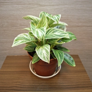 Philodendron Ivory Vein