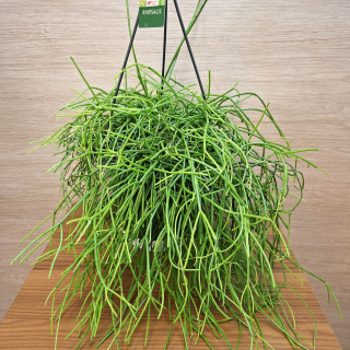 Rhipsalis Baccifera Oasis