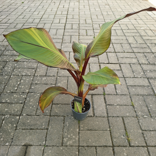 Ensete Ventricosum Maurelii