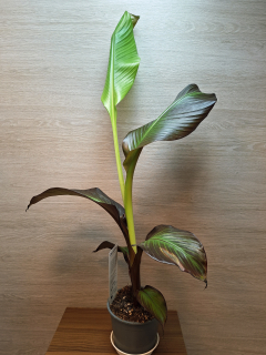 Ensete Ventricosum Maurelii
