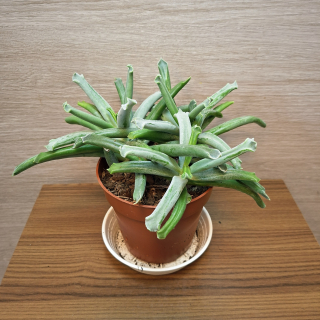 Cotyledon Elephants Trunk