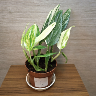 Monstera Standleyana Variegata "L"