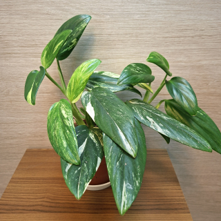 Monstera Standleyana Variegata "L"