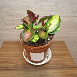Hoya Australis Lisa č2
