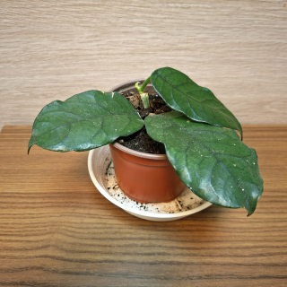 Hoya Villosa č1