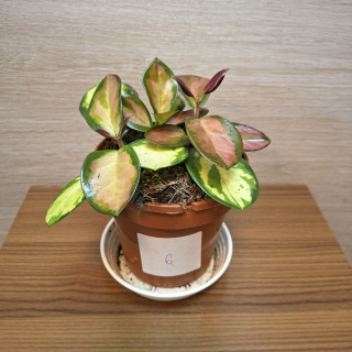 Hoya Australis Lisa č6
