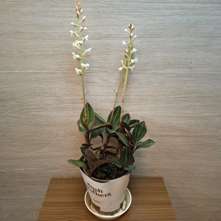 Ludisia Discolor "L" č1