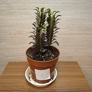 Euphorbia Trigona Rubra č2