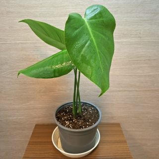Monstera Deliciosa