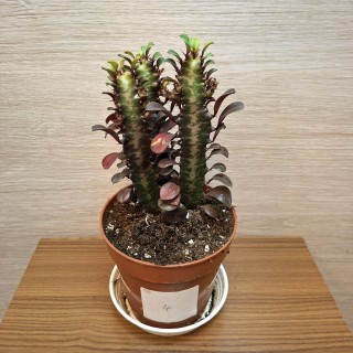 Euphorbia Trigona Rubra č4
